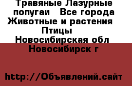 Травяные Лазурные попугаи - Все города Животные и растения » Птицы   . Новосибирская обл.,Новосибирск г.